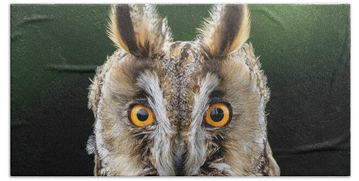 Long Eared Owl Bath Towel featuring the photograph Long Eared Owl 1 by Nigel R Bell
