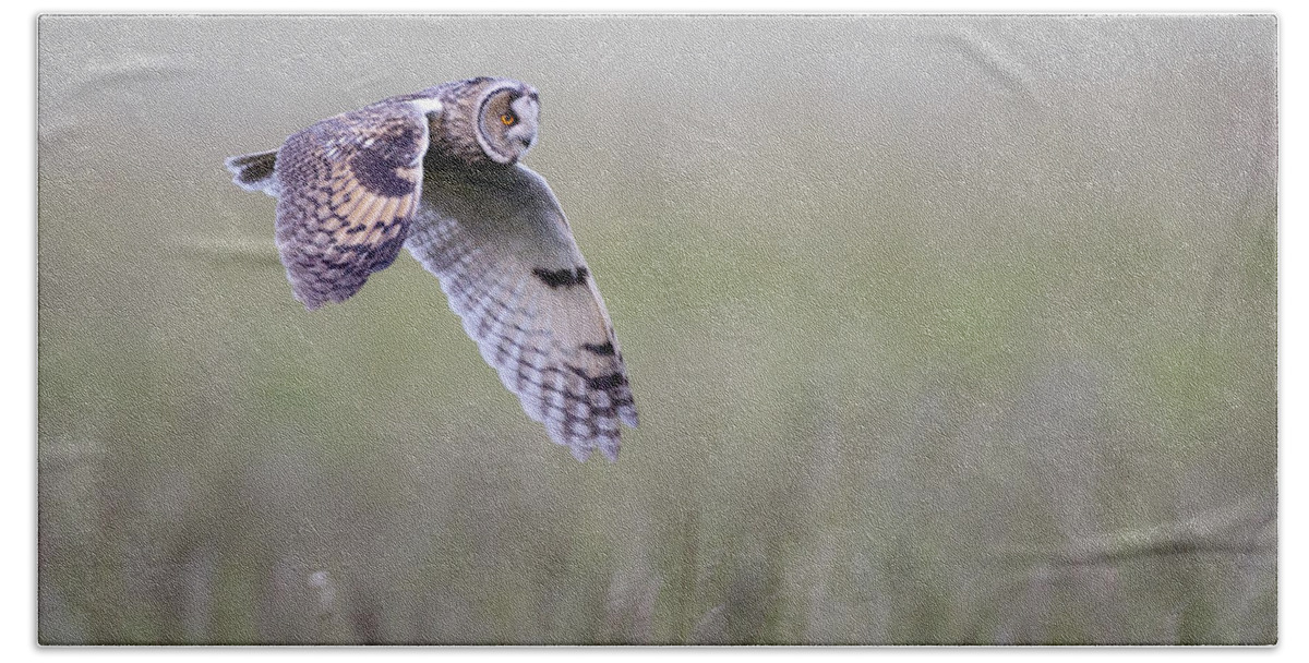 Longeared Hand Towel featuring the photograph Long eared owl hunting at dusk by Tony Mills