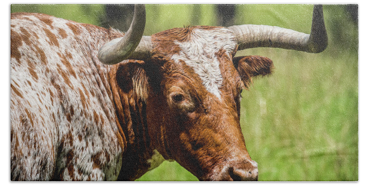 Long Horn Steer Bath Towel featuring the photograph Long Horned Steer by Paul Freidlund