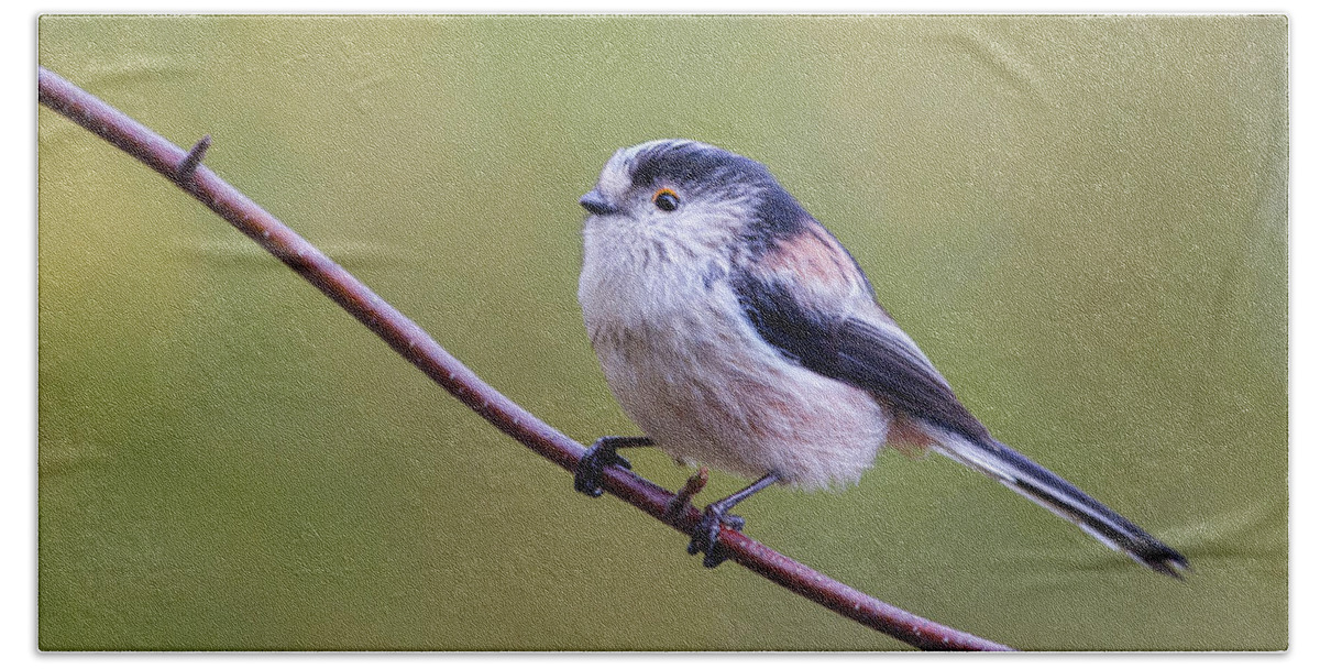Long Tailed Tit Bath Towel featuring the photograph Long Tailed Tit  Aegithalos caudatus by Chris Smith