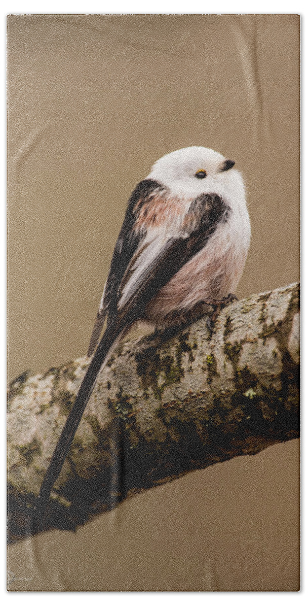 Long-tailed Tit Bath Towel featuring the photograph Long-tailed tit on the oak branch by Torbjorn Swenelius