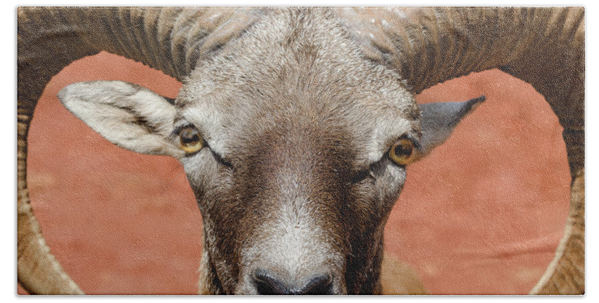 Goat Hand Towel featuring the photograph Looking at You by Tammy Ray