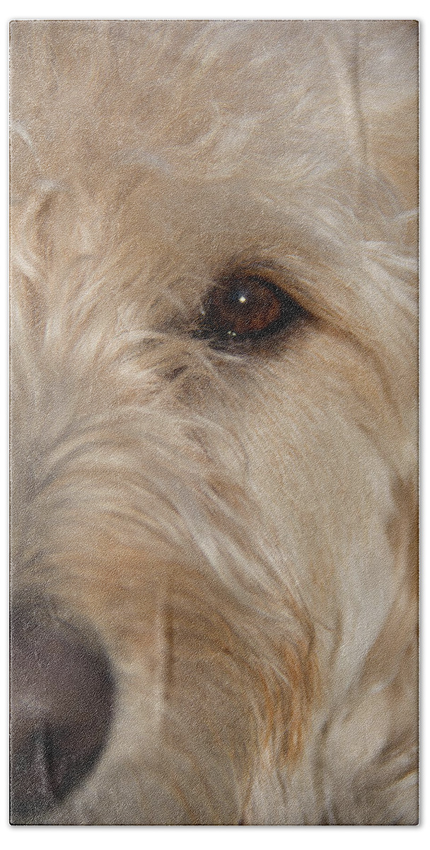 Artisans Bath Sheet featuring the photograph Looking Eye to Eye by Cary Leppert