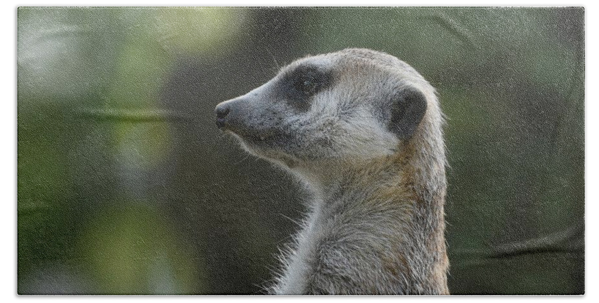 Meerkat Bath Towel featuring the photograph Looking Left by Fraida Gutovich