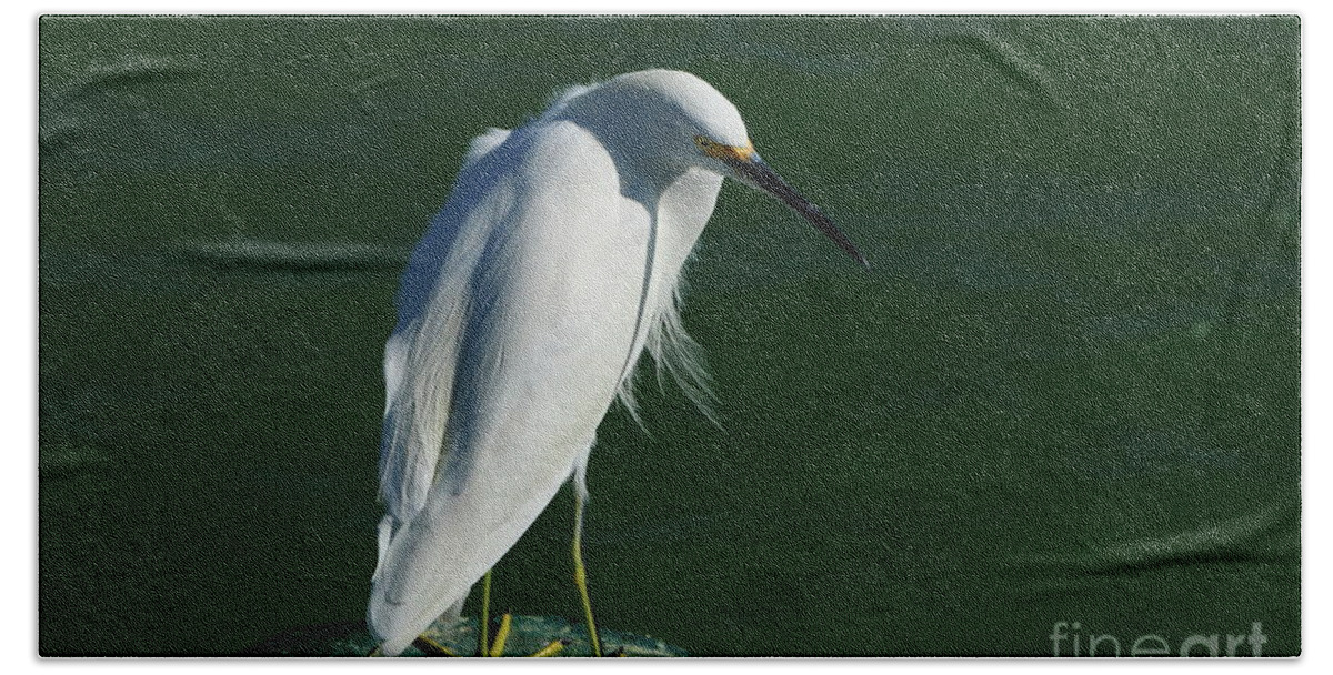 Snowy Egret Bath Towel featuring the photograph Looking Round by Christiane Schulze Art And Photography