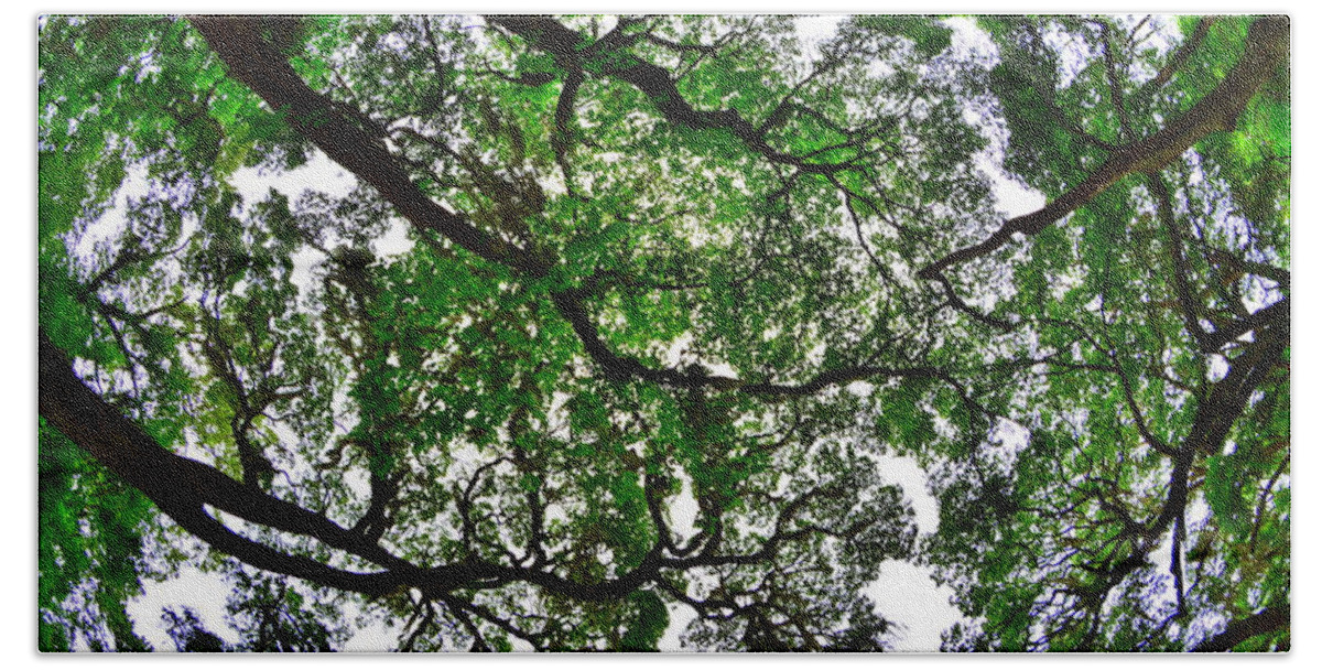 Looking Up The Oaks Hand Towel featuring the photograph Looking Up The Oaks by Lisa Wooten