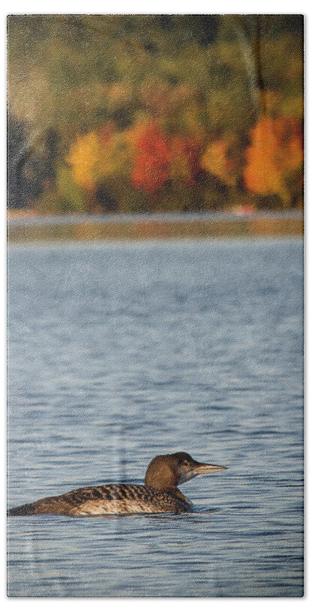 Lake Bath Towel featuring the photograph Loon Chick by Benjamin Dahl