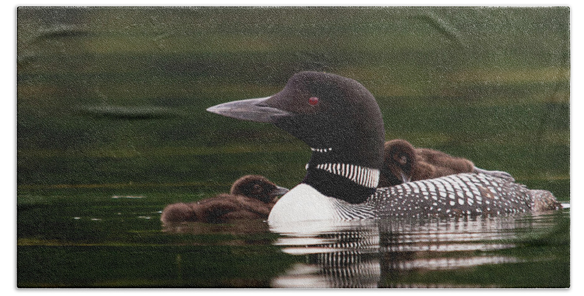Lake Winnisquam Hand Towel featuring the photograph Loon Chicks by Benjamin Dahl