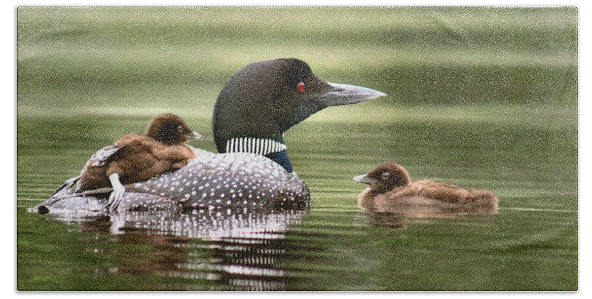 Common Loon Hand Towel featuring the photograph Loon Family in Sunlight by Sandra Huston