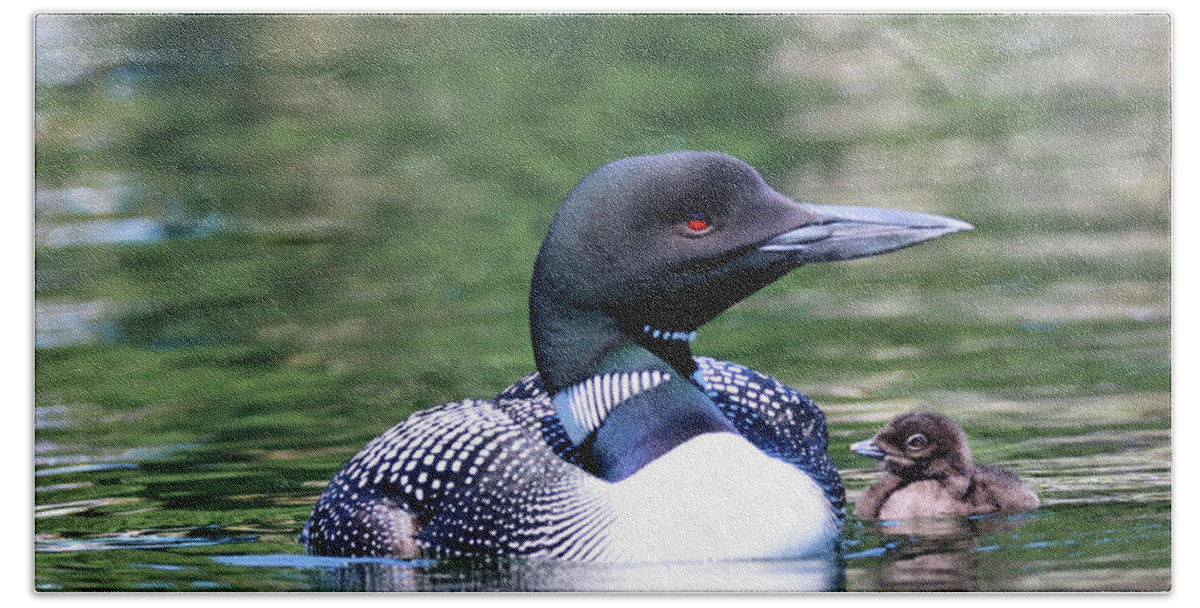 Common Loon Bath Towel featuring the photograph Loon Family Portrait, Square by Sandra Huston