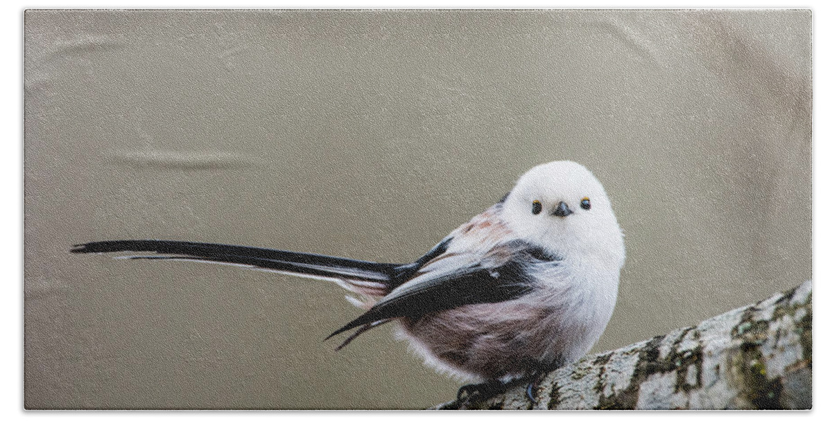 Long-tailed Tit Bath Towel featuring the photograph Loong tailed by Torbjorn Swenelius