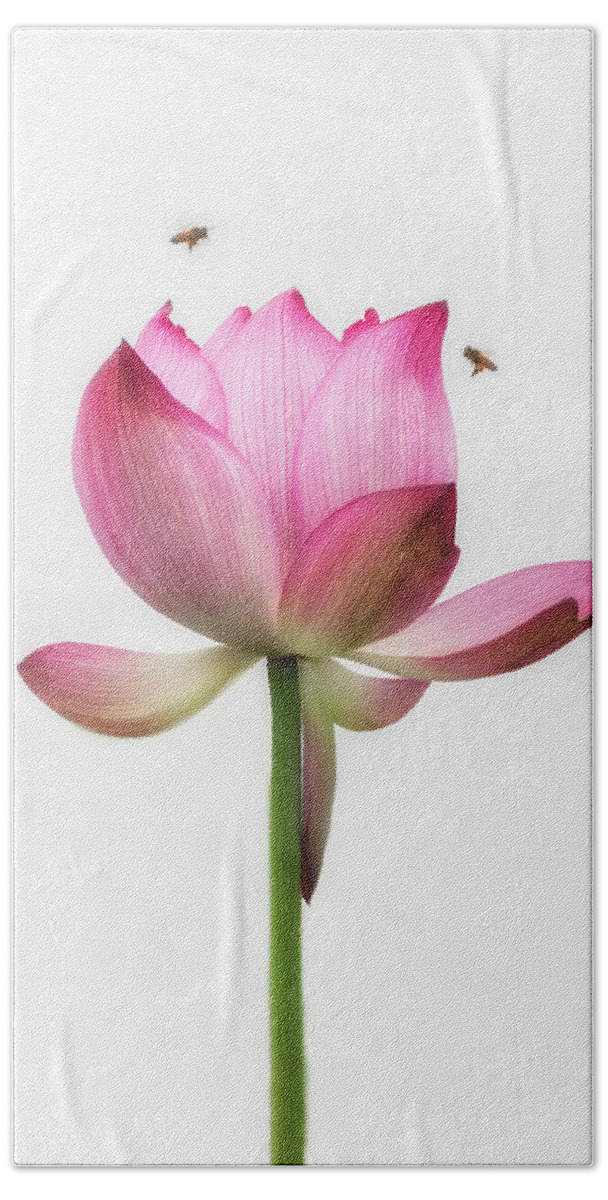 China Bath Towel featuring the photograph Attraction between the bees and the flower. by Usha Peddamatham