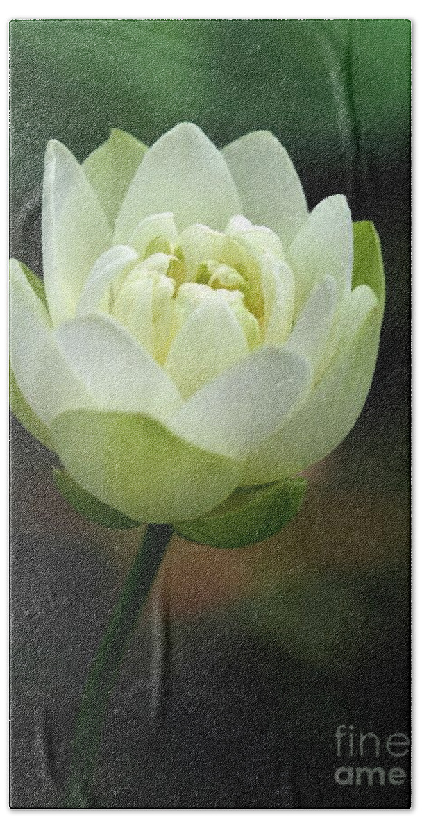 Lotus Hand Towel featuring the photograph Lotus Blooming by Sabrina L Ryan