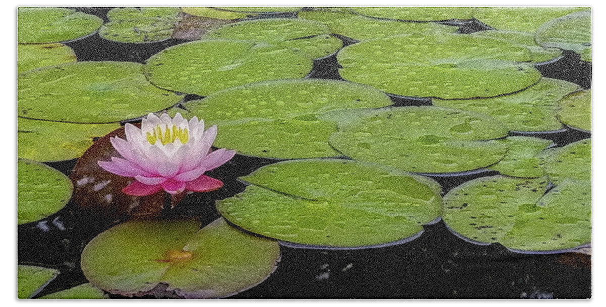 Water Lily Bath Towel featuring the photograph Lotus Blossom by Holly Ross