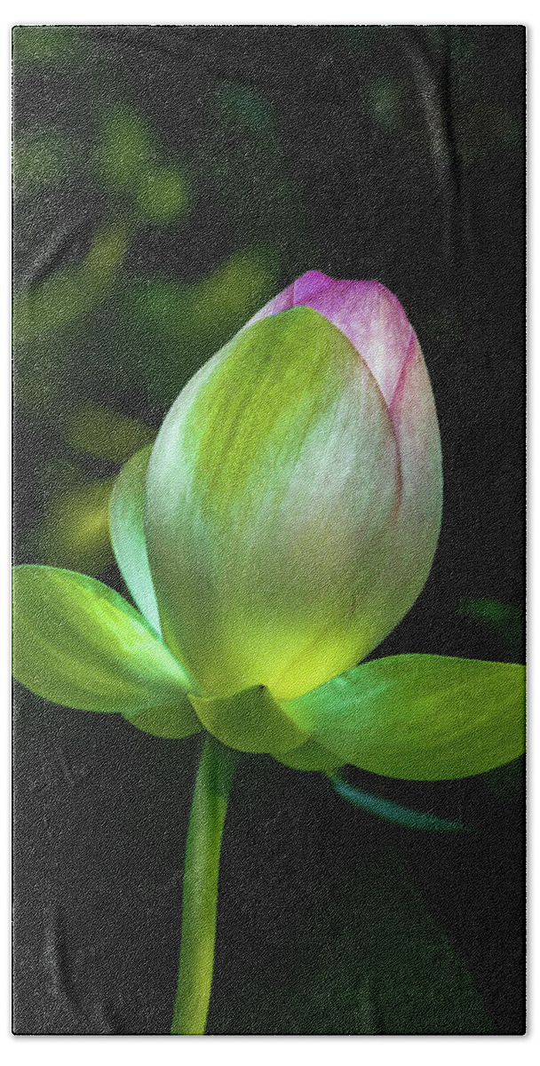 Jay Stockhaus Bath Towel featuring the photograph Lotus Blossom by Jay Stockhaus
