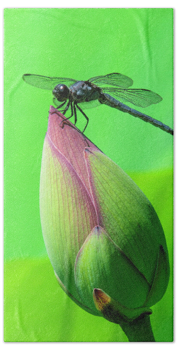 Lotus Bath Towel featuring the photograph Lotus Bud and Slaty Skimmer Dragonfly DL0105 by Gerry Gantt