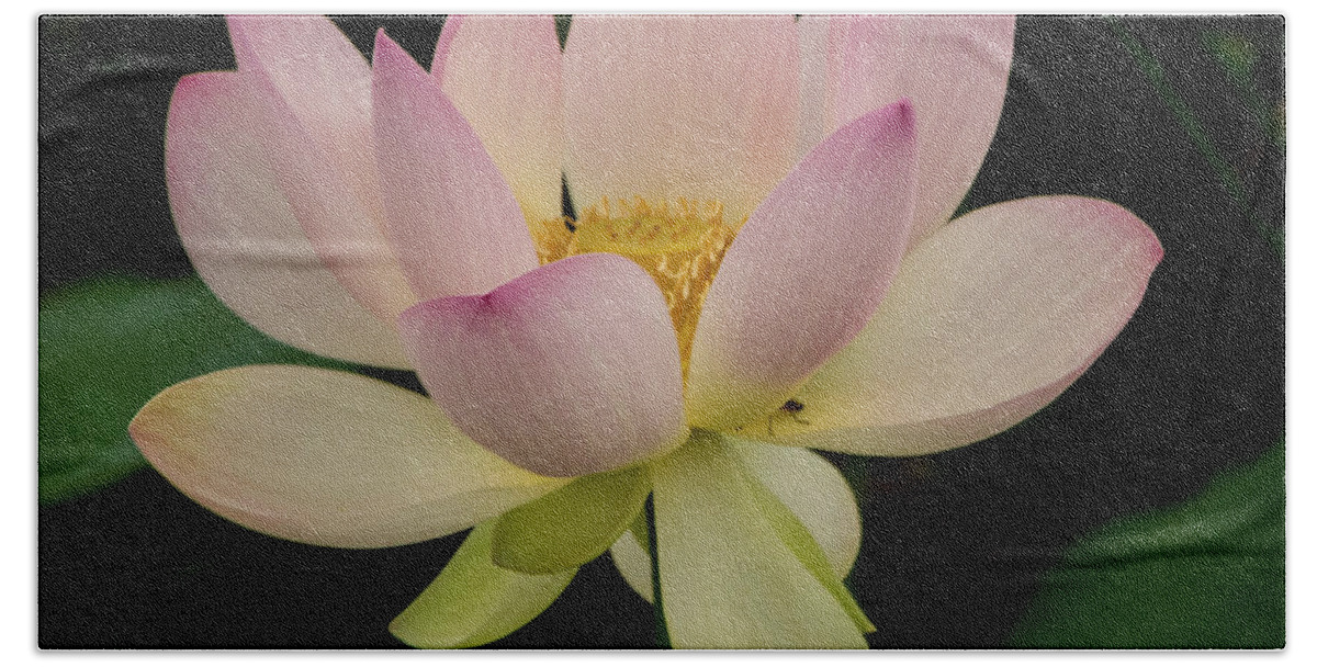 Plant Bath Towel featuring the photograph Lotus in Bloom by Roberta Kayne