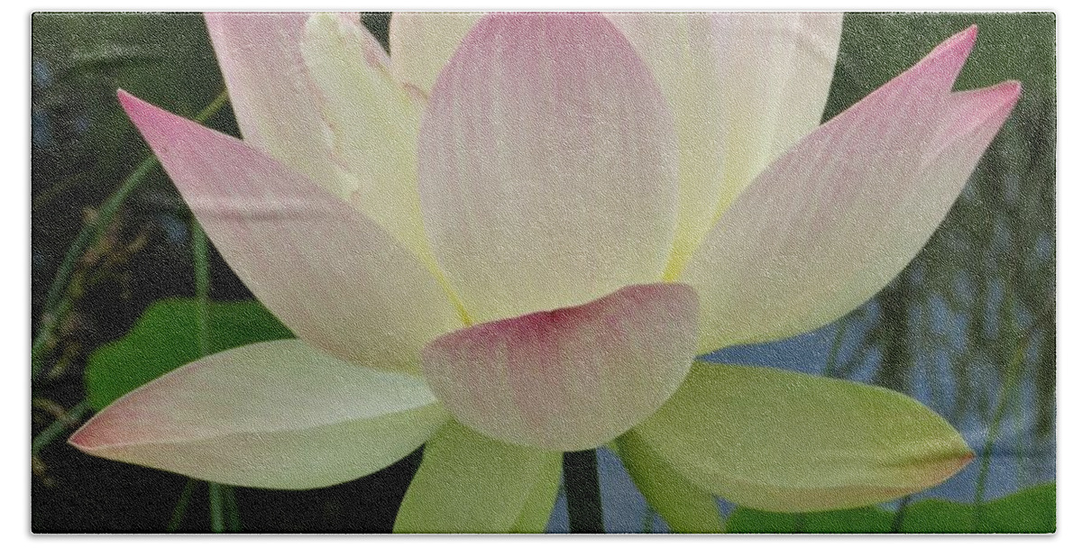 Flower Bath Towel featuring the photograph Lotus in Full Bloom II by Anita Adams