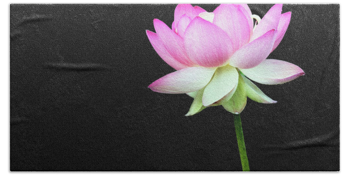 Lotus Hand Towel featuring the photograph Lotus in the Pink by Art Cole