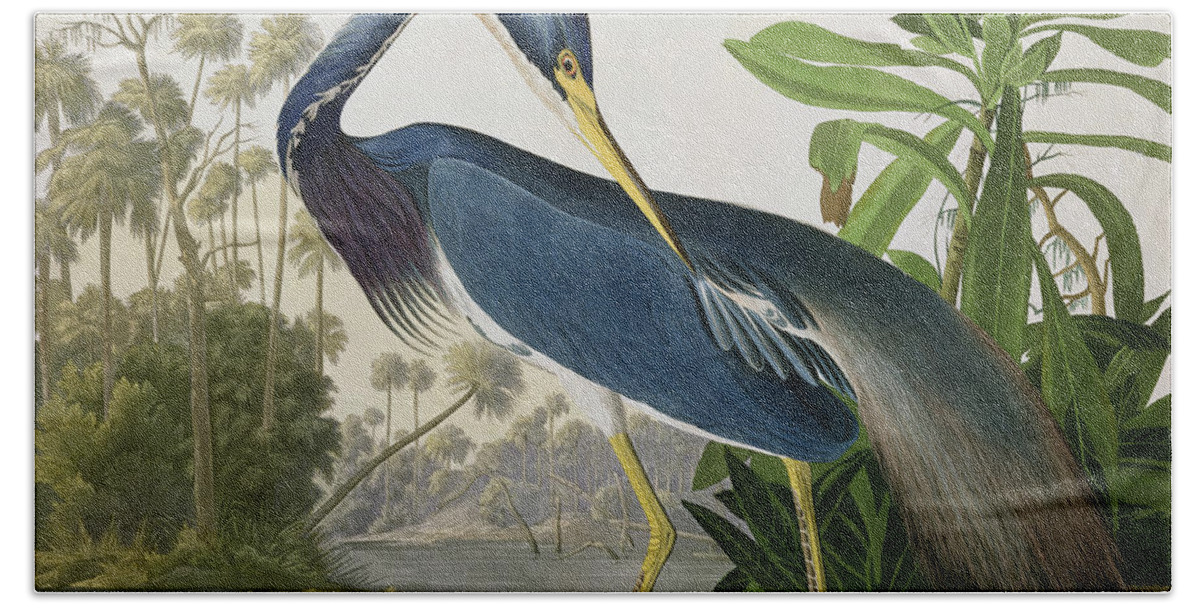 Louisiana Heron Hand Towel featuring the painting Louisiana Heron by John James Audubon