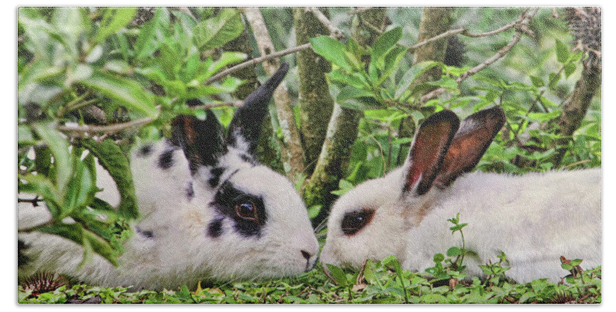 Rabbits Bath Towel featuring the photograph Love Bunnies in Costa Rica by Peggy Collins