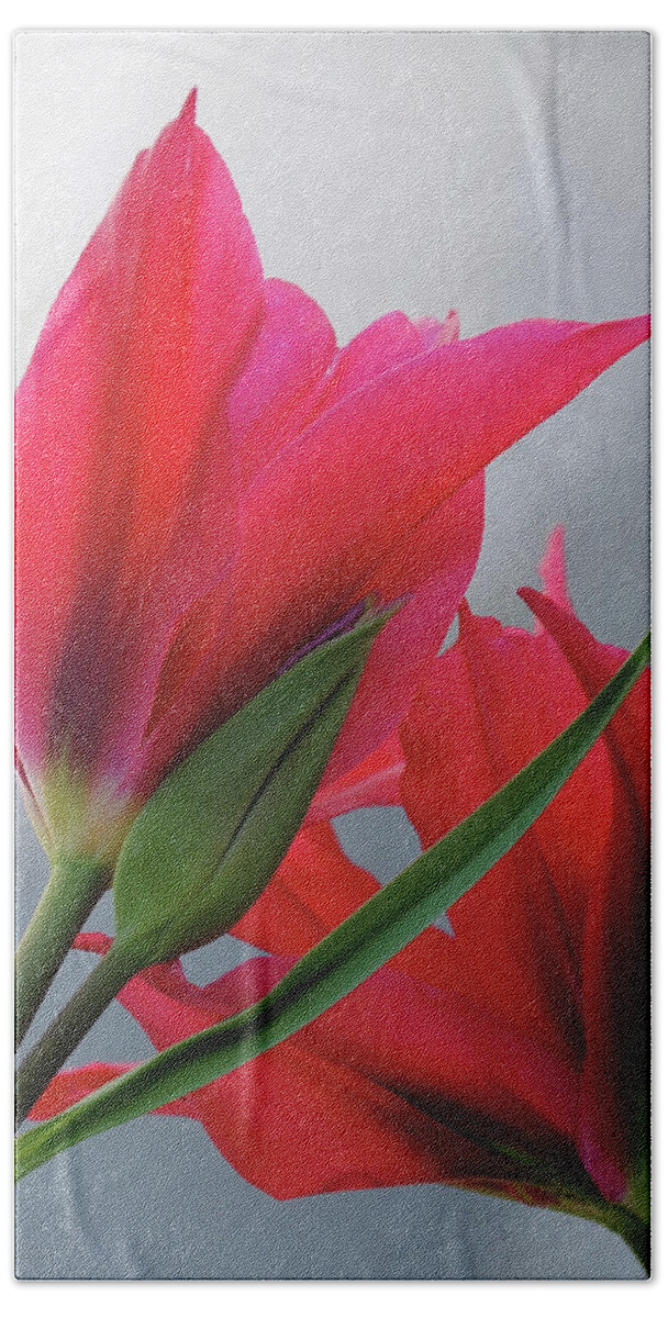 Tulips Bath Towel featuring the photograph Love by Rona Black