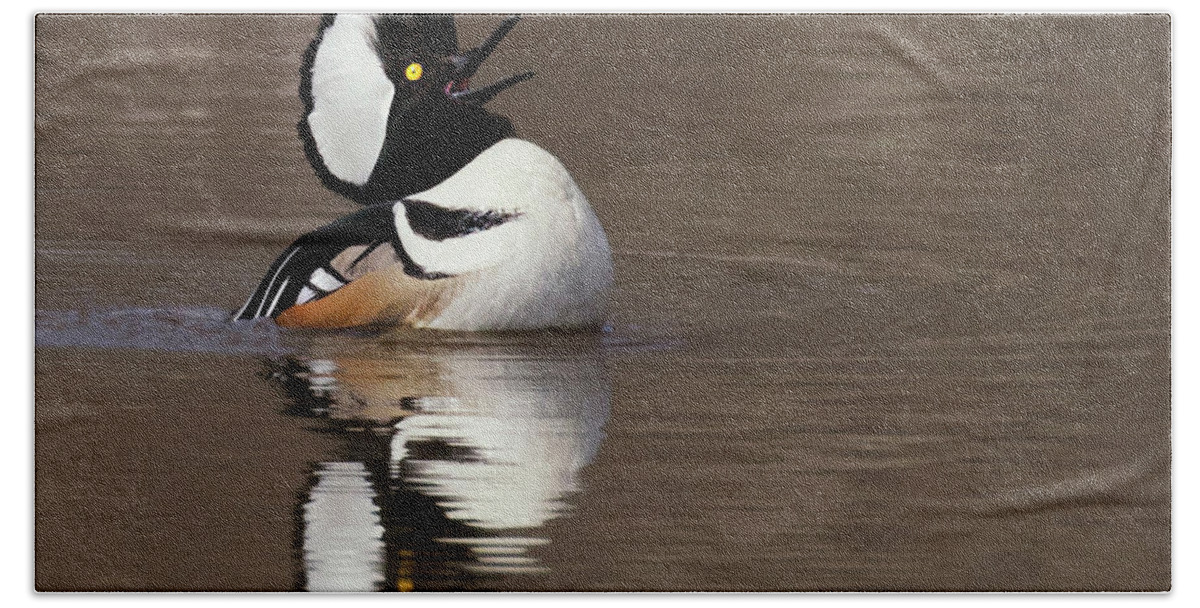 Hooded Merganser Bath Towel featuring the photograph Love Song by Art Cole