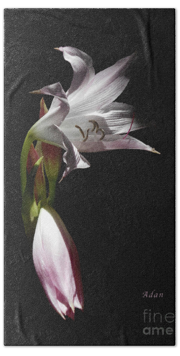 Lily Hand Towel featuring the photograph Lovely Lilies Curling Grace by Felipe Adan Lerma