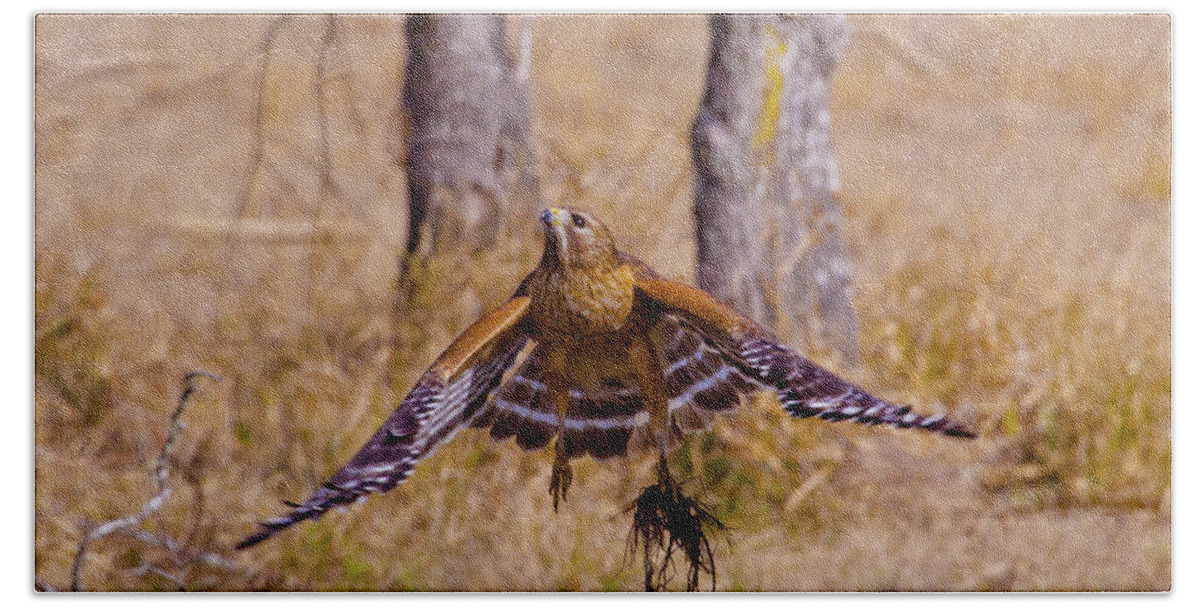 Red Shouldered Hawk Bath Towel featuring the photograph Low Flying by Linda Unger