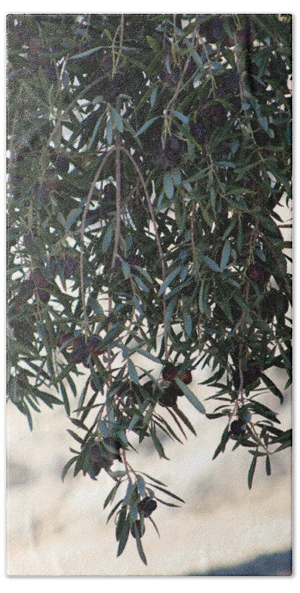 Olive Tree Bath Towel featuring the photograph Low Hanging Fruit An Olive Tree by Colleen Cornelius