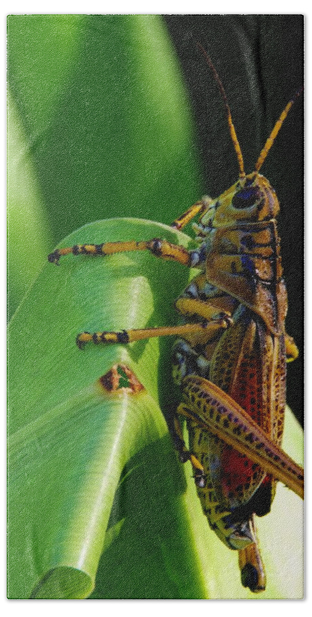 Lubber Grasshopper Bath Towel featuring the photograph Lubber Grasshopper II by Richard Rizzo