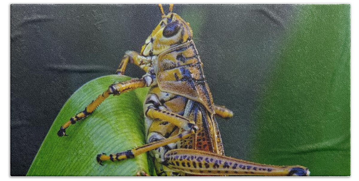 Lubber Grasshopper Hand Towel featuring the photograph Lubber Grasshopper by Richard Rizzo