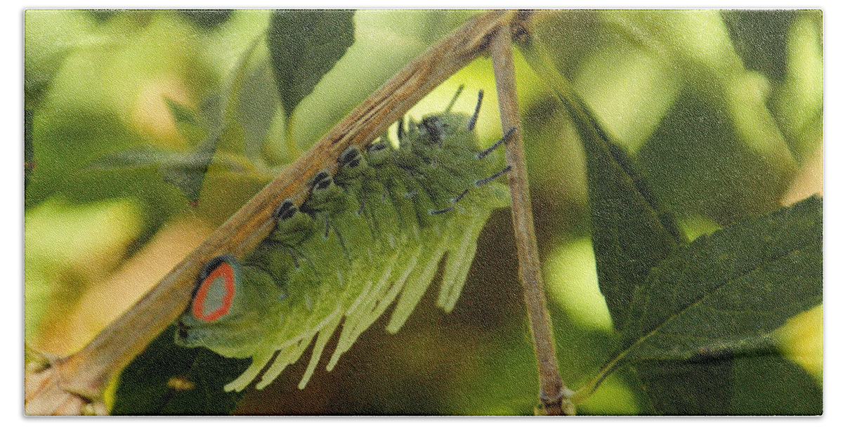 Caterpillar Hand Towel featuring the photograph Luna Moth Caterpillar upside down by Jeff Swan
