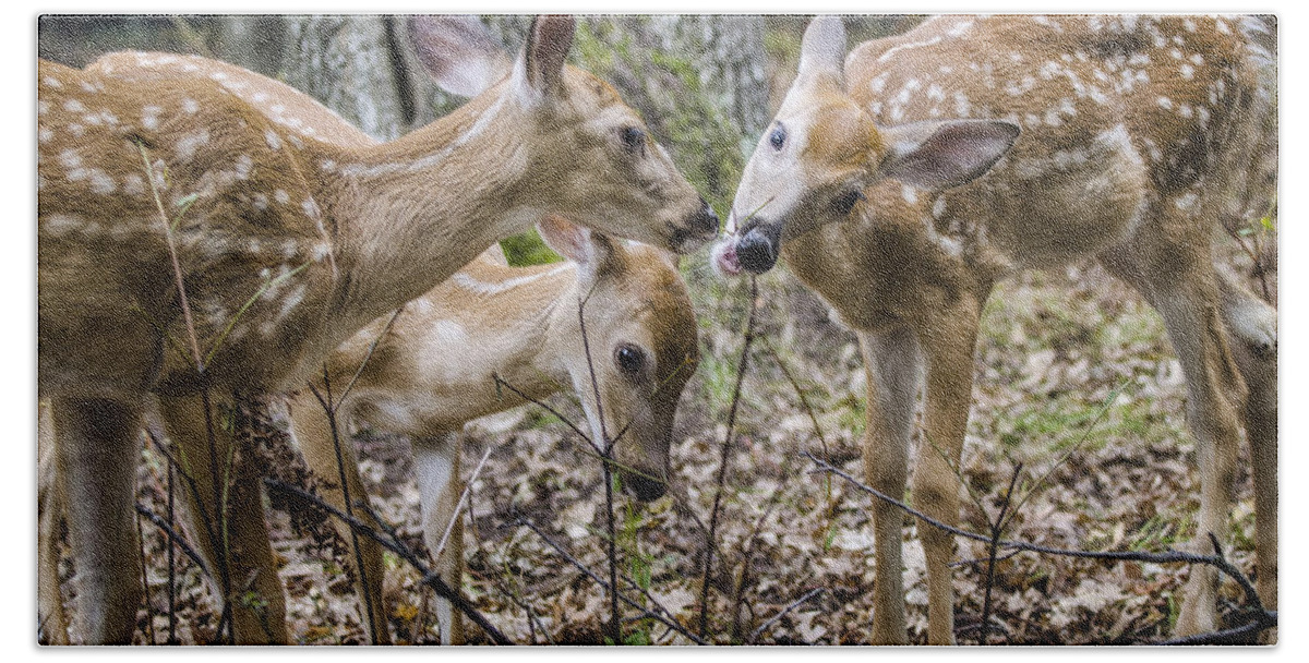 Fawns Bath Towel featuring the photograph Lunch With Friends by Peg Runyan