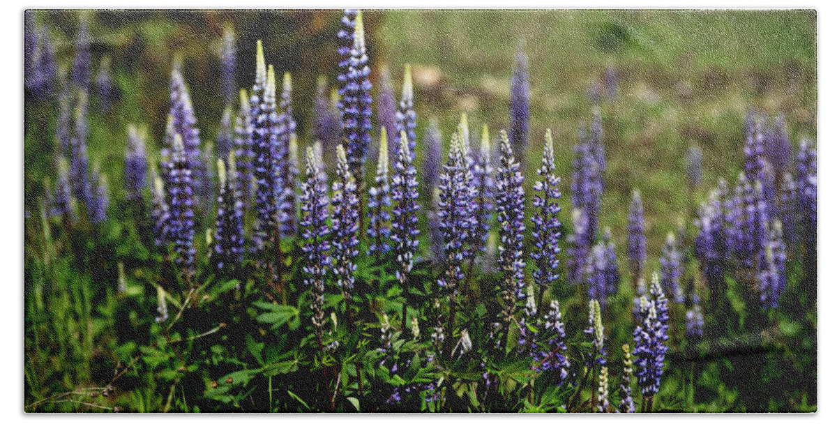 Lupine Bath Towel featuring the photograph Lupine in Montana 2 by Whispering Peaks Photography