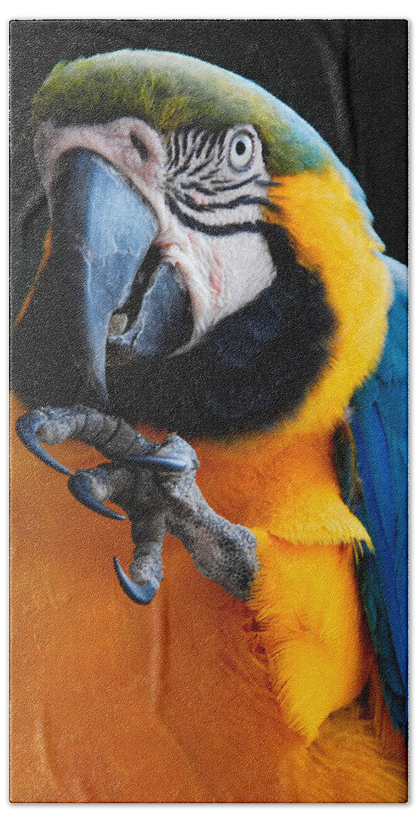 Bird Hand Towel featuring the photograph Macaw by Harry Spitz