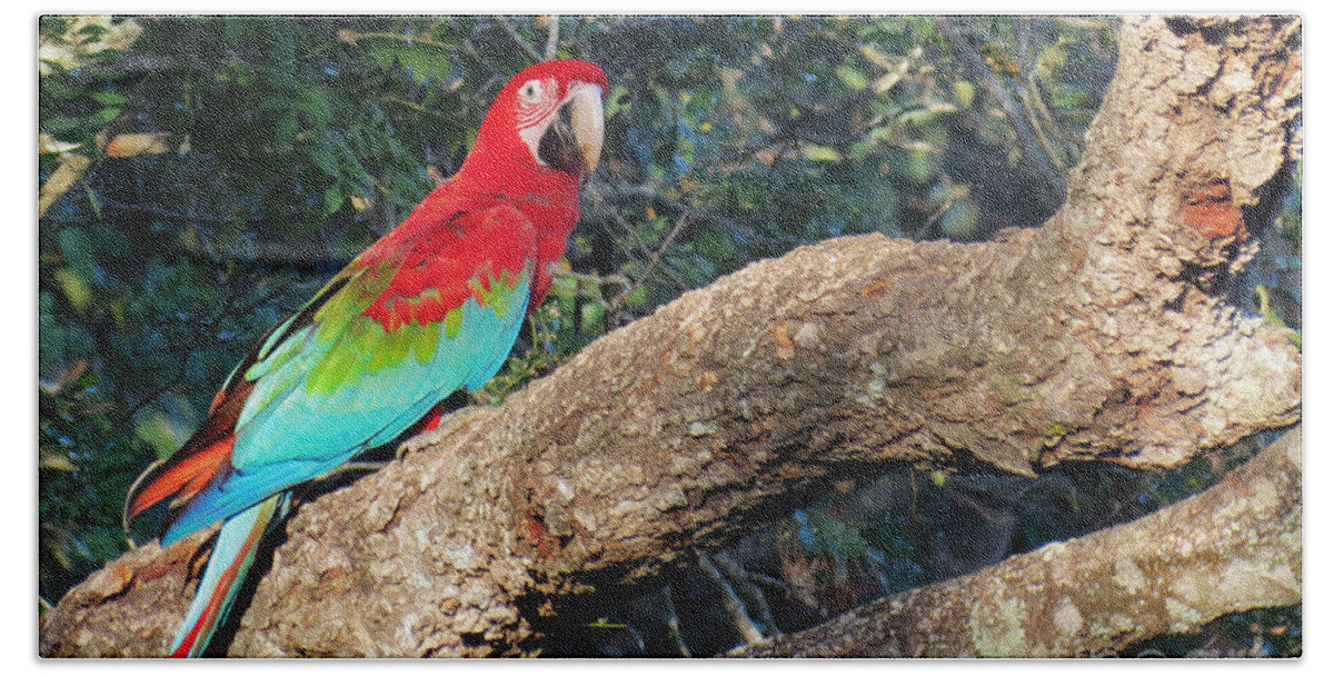 Macaw Bath Towel featuring the photograph Macaw resting by Metaphor Photo