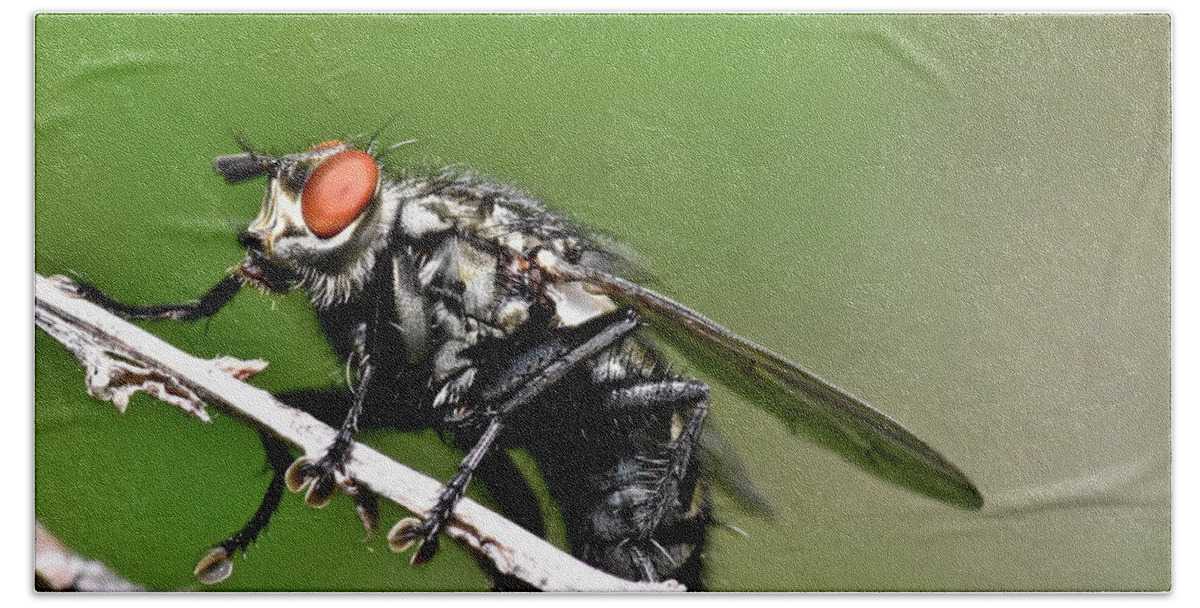 Wall Art Hand Towel featuring the photograph Macro Fly by Jeffrey PERKINS