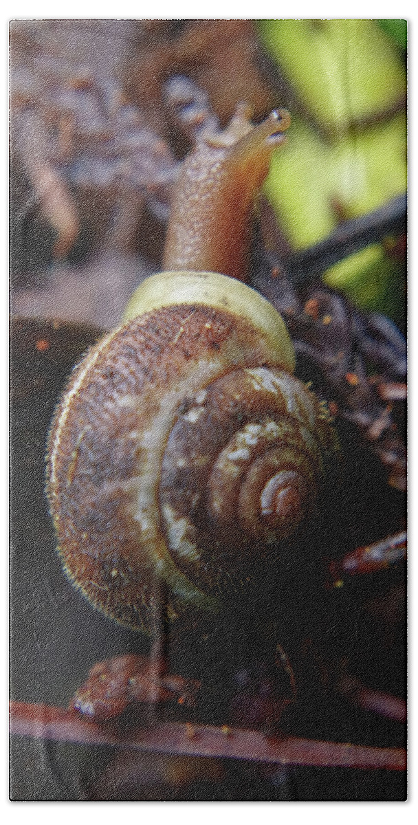 Adria Trail Hand Towel featuring the photograph Macro Snail by Adria Trail