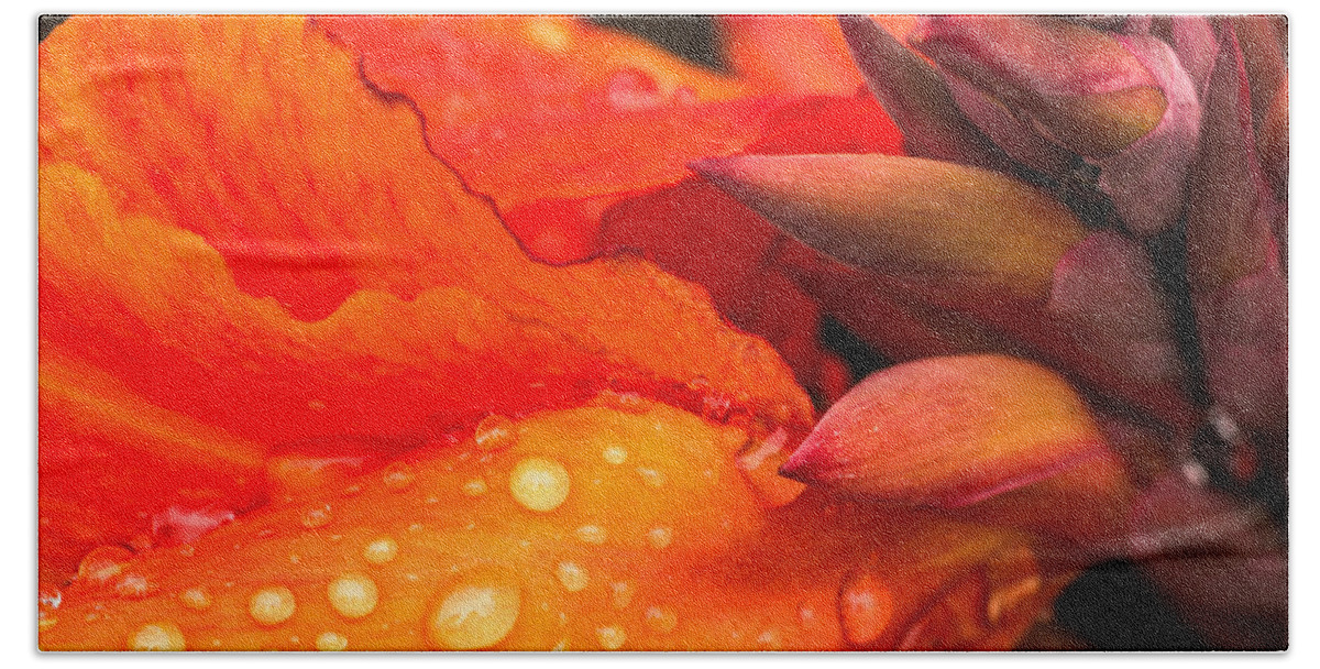 Canna Bath Towel featuring the photograph Macro Water Drops on a Red Canna Flower by John Williams