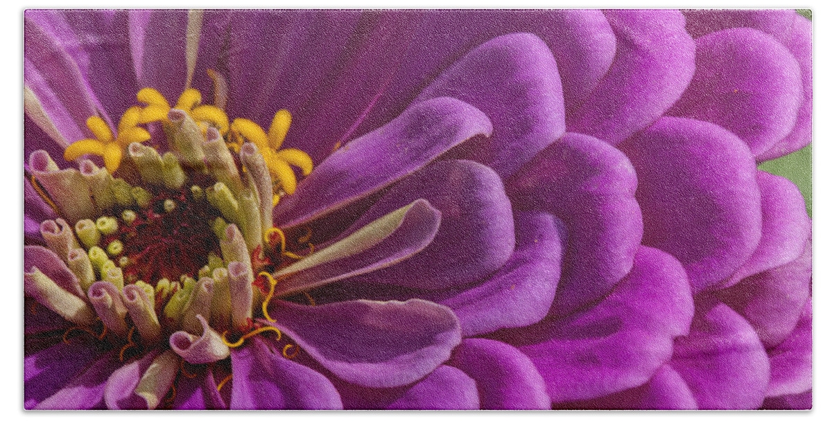 Beallesville Hand Towel featuring the photograph Magenta Zinnia by Brian Green