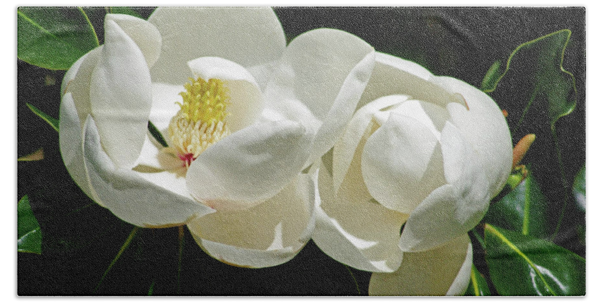 Nature Bath Towel featuring the photograph Magnolia Bliss by Bess Carter