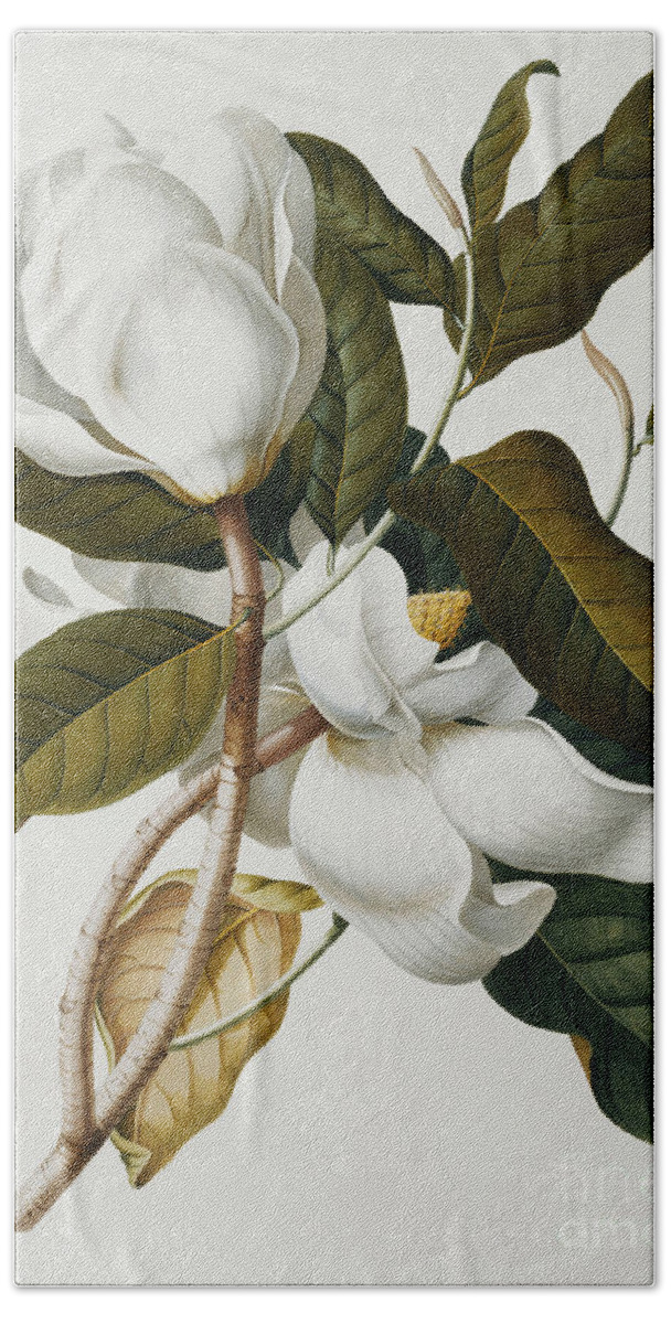Magnolia Hand Towel featuring the painting Magnolia by Georg Dionysius Ehret