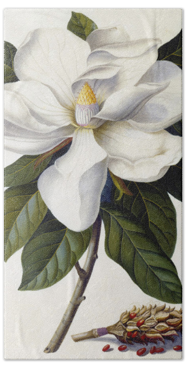 Magnolia Grandiflora Hand Towel featuring the painting Magnolia grandiflora by Georg Dionysius Ehret