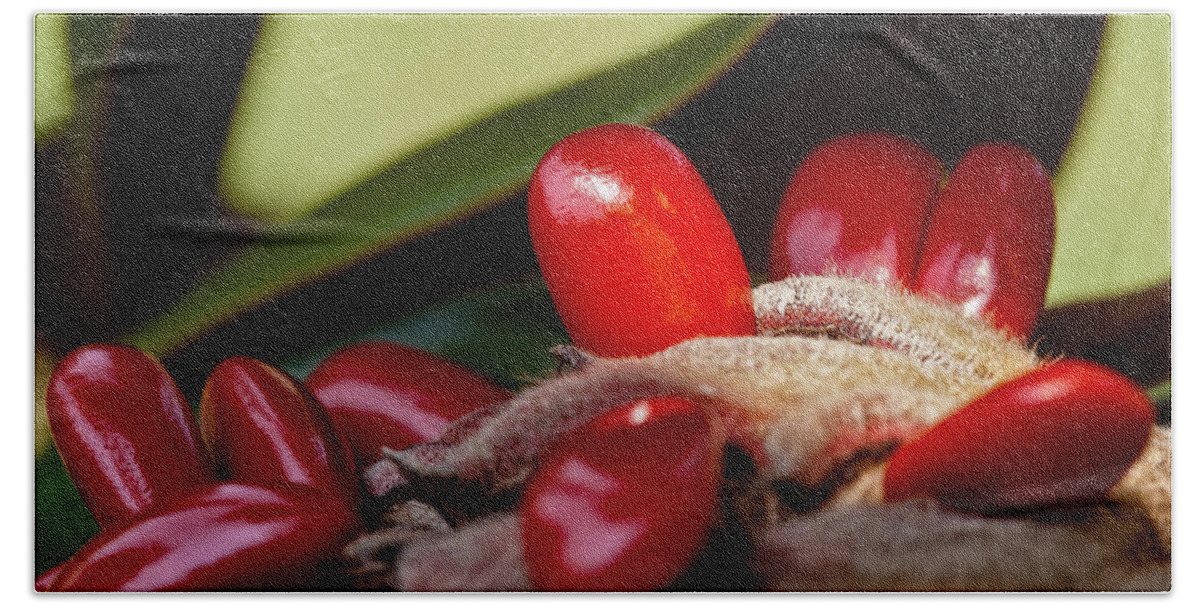 Seed Bath Towel featuring the photograph Magnolia Seeds by Christopher Holmes
