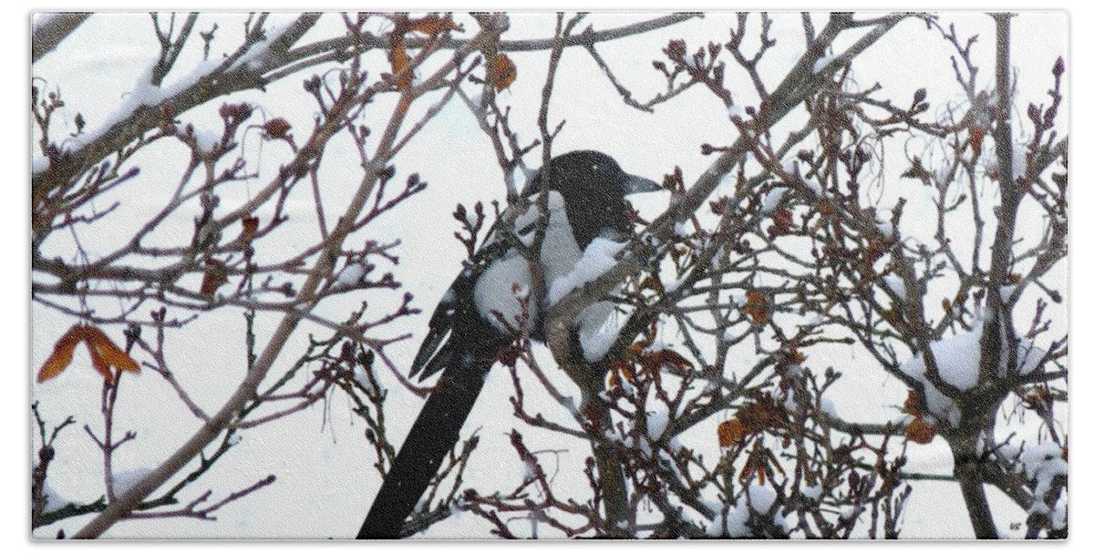 #magpieinasnowstorm Bath Towel featuring the photograph Magpie In A Snowstorm by Will Borden