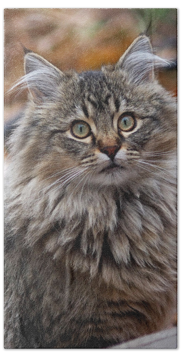 Cat Bath Towel featuring the photograph Maine Coon Cat by Rona Black