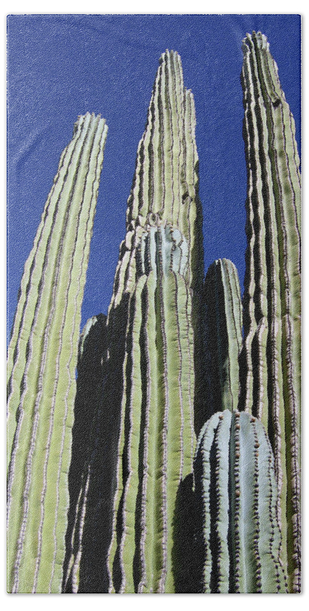 Arizona Bath Towel featuring the photograph Majestic Arizona Desert Cactus by Ilia -