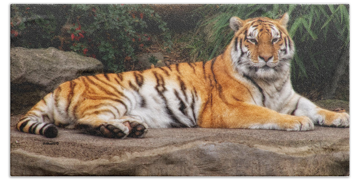 Tiger Bath Towel featuring the photograph Majestic by Shari Nees