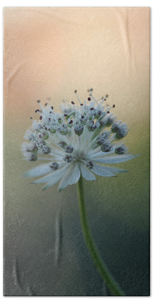 Astrantia Hand Towel featuring the photograph Botanica .. Make A Wish by Connie Handscomb